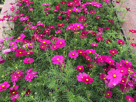 菏泽庭院鲜花/仿真花,小区绿化设计,打造有花和绿的环境